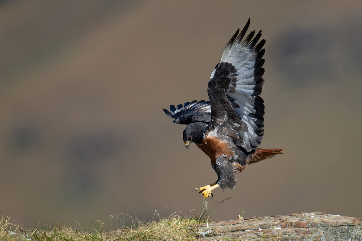 Jackal Buzzard